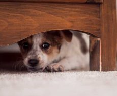 un cane nascosto sotto il letto avendo percepito un sisma