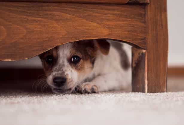 un cane nascosto sotto il letto avendo percepito un sisma